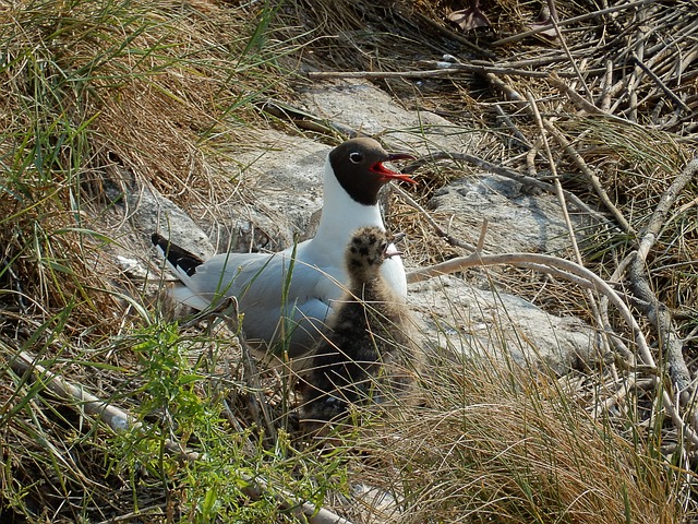 北极燕鸥 小鸡 燕鸥 - 上的免费照片