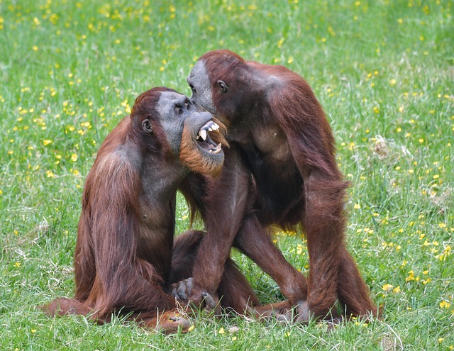 猩猩 猴子 Roux - 上的免费照片