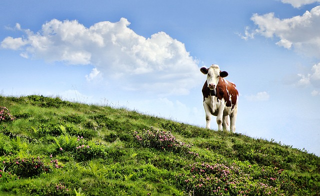 奶牛 牧场 阿尔姆 - 上的免费照片