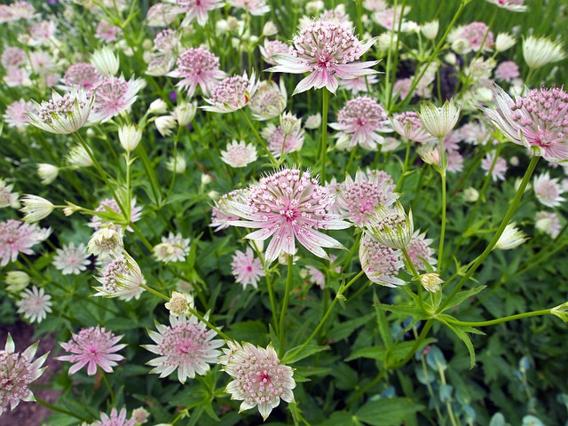 花 Astrantia 阿斯特拉蒂亚少校 - 上的免费照片