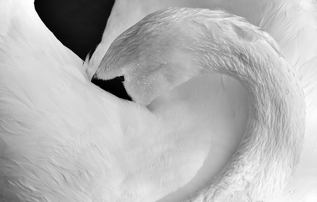 天鹅 水禽 水鸟 - 上的免费照片