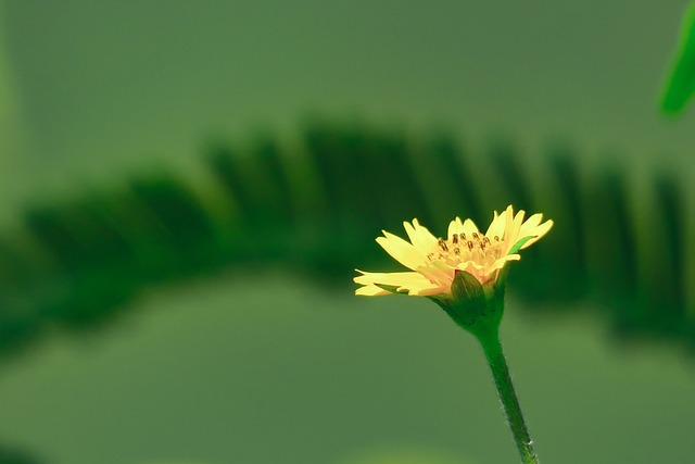 花 植物 黃色花 - 上的免费照片