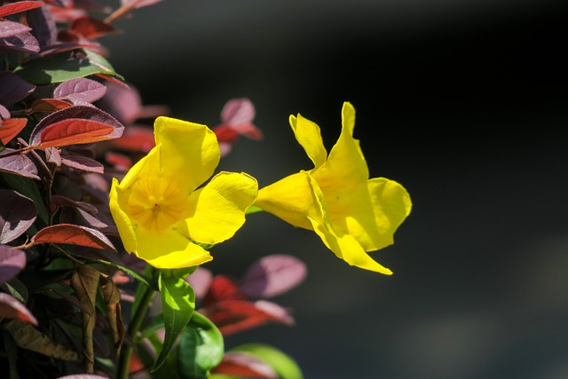 黃嬋 花 植物 - 上的免费照片