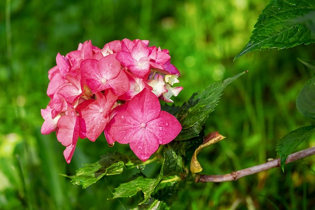 绣球花 花朵 露 - 上的免费照片