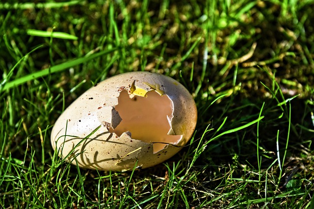鸟蛋 鸡蛋外壳 孵化的 - 上的免费照片