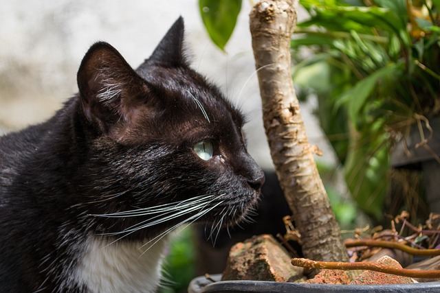 猫 黑猫 宠物 - 上的免费照片