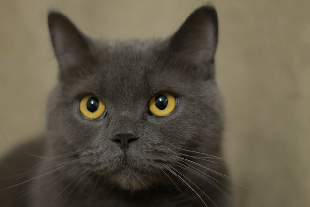 猫 英国 动物 - 上的免费照片