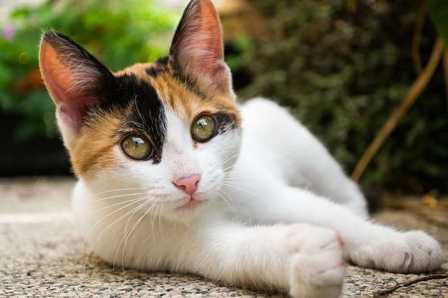 Filhote Gato 猫 - 上的免费照片