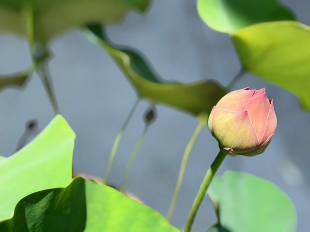 蓮花 含苞 春天 - 上的免费照片