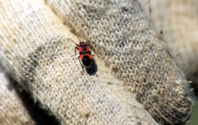 Bug 错误的士兵 昆虫 - 上的免费照片