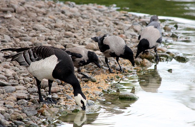 鹅 Branta Leucopsis 藤壶鹅 - 上的免费照片