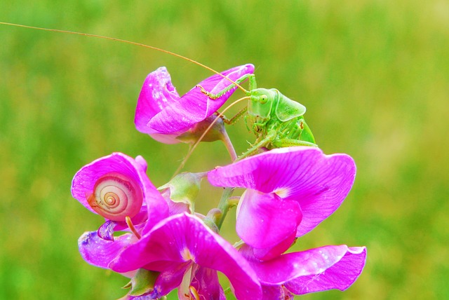 Pod?atczyn Roesela 女性 蚱蜢 - 上的免费照片