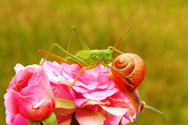 蚱蜢 昆虫 软体动物 - 上的免费照片