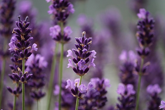 薰衣草 花朵 紫色的花朵 - 上的免费照片