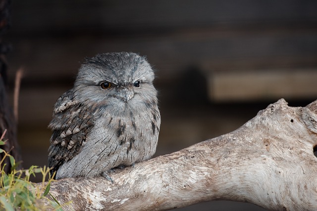 黄鱼 Frogmouth 小鸡 蛙嘴 - 上的免费照片