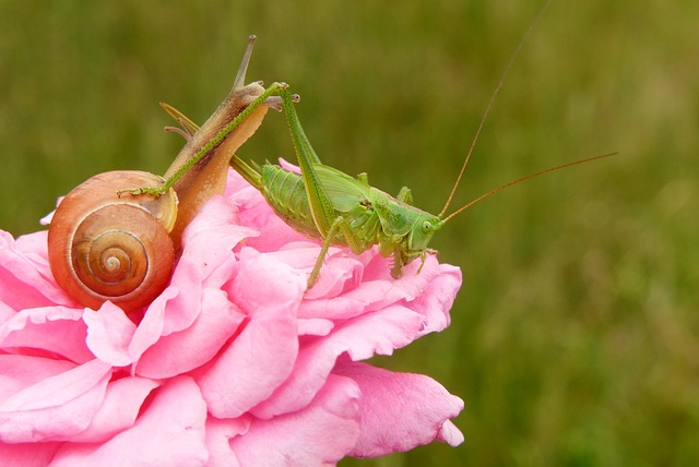 蚱蜢 昆虫 软体动物 - 上的免费照片