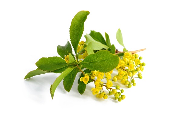 小檗 黄色的花朵 分支 - 上的免费照片