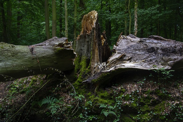 山毛榉 风暴破坏 暴风雨损害 - 上的免费照片