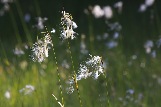 棉花草 Eriophorum 植物 - 上的免费照片