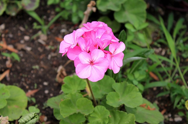 天竺葵 Cranesbill Pelargōnium - 上的免费照片