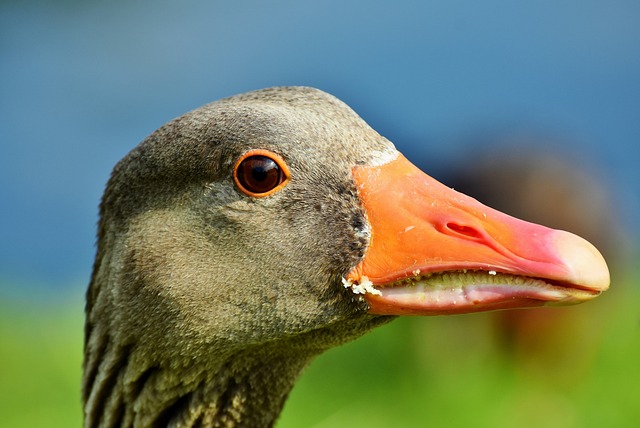 鹅 家禽 鸟 - 上的免费照片