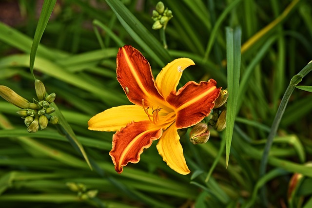 百合 花 植物 - 上的免费照片