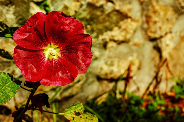 蜀葵 常见的牡丹 花 - 上的免费照片