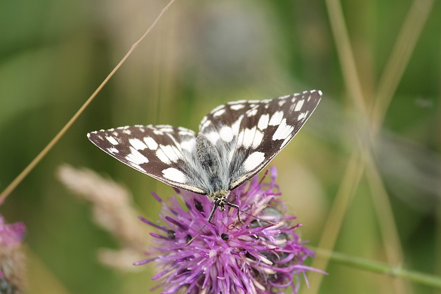 棋盘 黑斑病 埃德尔法特 - 上的免费照片