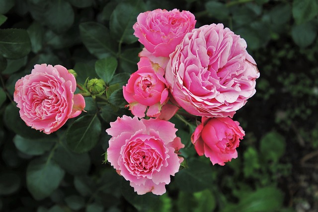 玫瑰 花朵 植物 - 上的免费照片