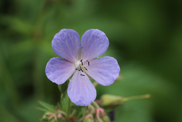 草地Cranesbill 红的天竺葵 天竺葵 - 上的免费照片