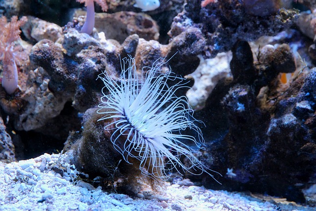 Cerianthus 管状海葵 管葵 - 上的免费照片