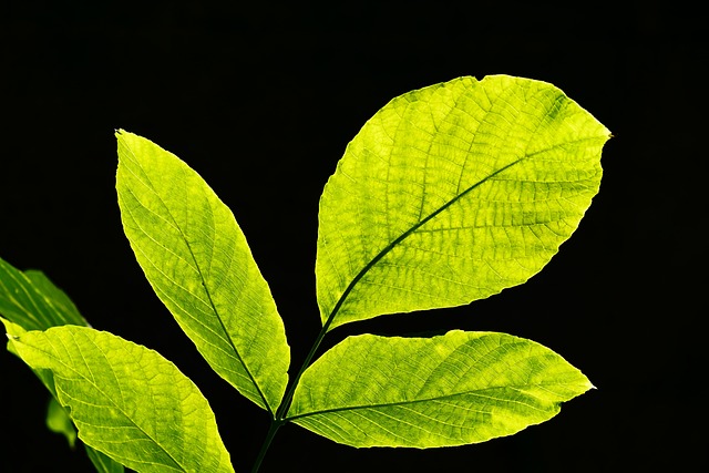树叶 逆光 自然 - 上的免费照片