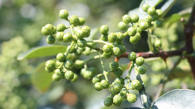 花椒 青花椒 四川 - 上的免费照片