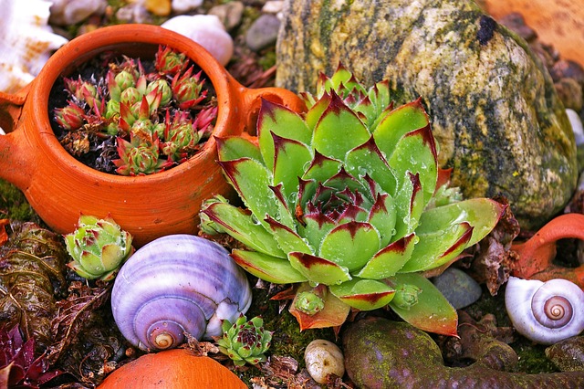 Gartenwurz 石根 石床植物 - 上的免费照片