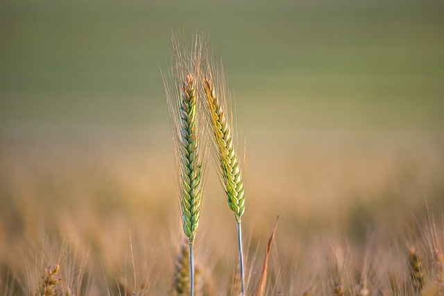 自然 粮食 玉米地 - 上的免费照片