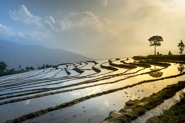 稻田 自然 景观 - 上的免费照片