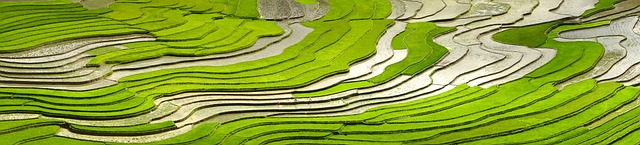 季节，倒水 移植水稻 少数民族 - 上的免费照片