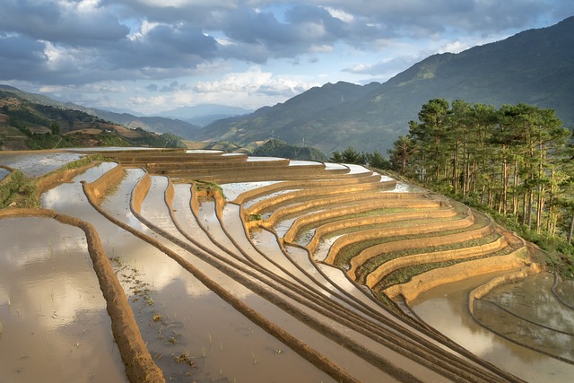 季节，倒水 移植水稻 少数民族 - 上的免费照片