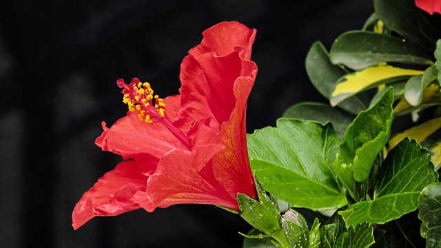 芙蓉 花 热带 - 上的免费照片