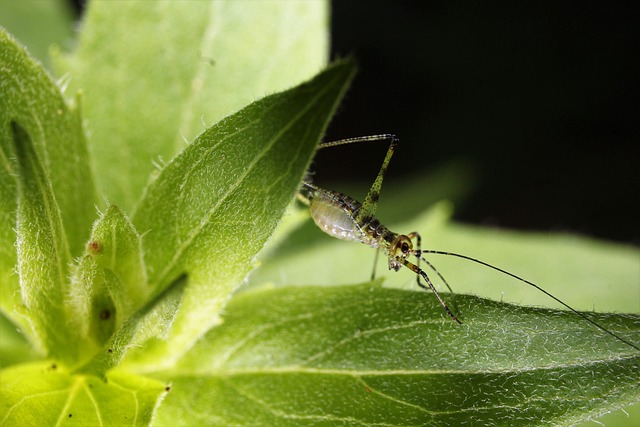 昆虫 蚱蜢 自然 - 上的免费照片