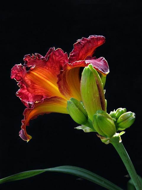 大黄花菜花 红花 花 - 上的免费照片