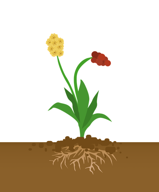 显花植物 植物与根 结实 - 上的免费图片