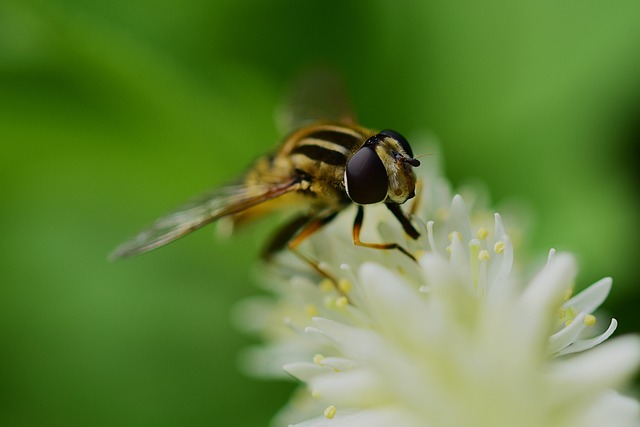 Hoverfly 食蚜蝇科 Helophilus - 上的免费照片