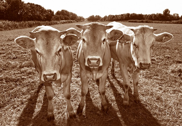 奶牛 动物 哺乳动物 - 上的免费照片