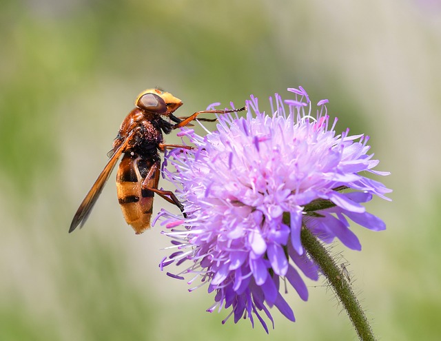 食蚜蝇 牧草 花粉 - 上的免费照片