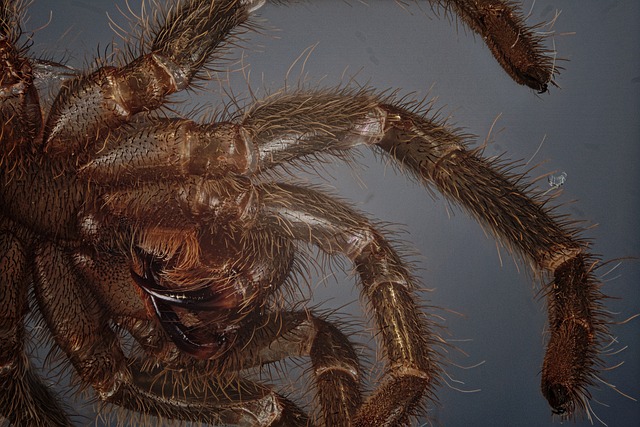 剥皮 狼蛛 宏 - 上的免费照片