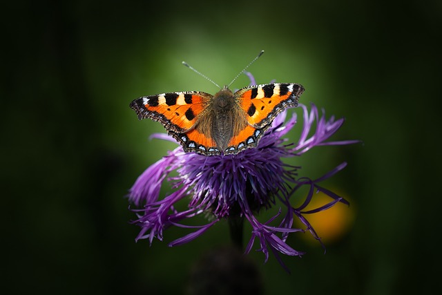 蝴蝶 授粉 花 - 上的免费照片