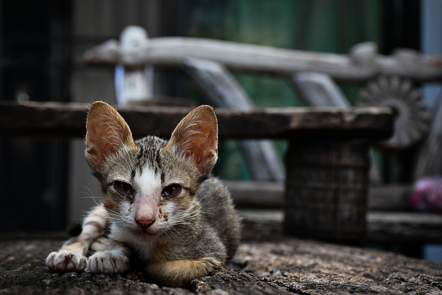 猫 宠物 小猫 - 上的免费照片