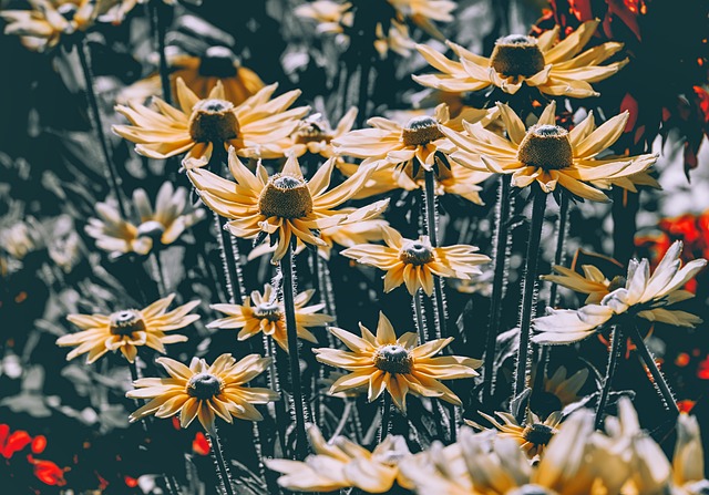 金光菊 花朵 锥花 - 上的免费照片