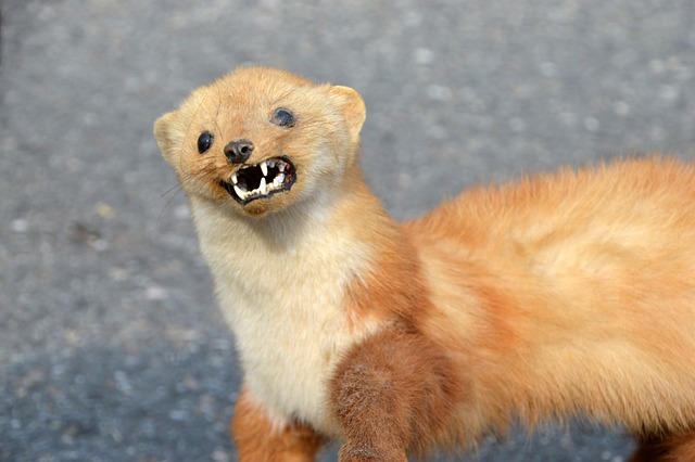 黄鼠狼 黄鼠狼的欧洲 小黄鼠狼 - 上的免费照片